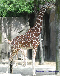 Giraffe eating a tree.